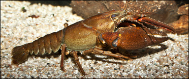Flodkräfta (Astacus astacus)