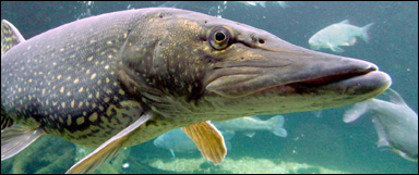 Gädda (Esox lucius)