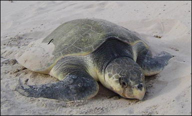 Atlantisk bastardsköldpadda (Lepidochelys kempi)