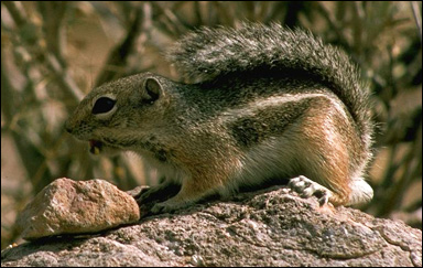 Vitsvansad antilopekorre (Ammospermophilus leucurus)