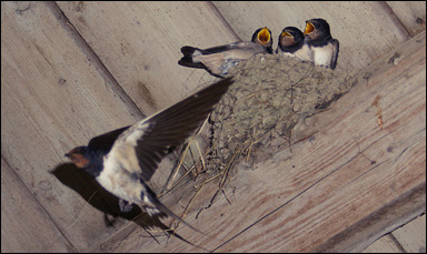 Häckande ladusvalor (Hirundo rustica)