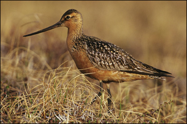 Myrspov (Limosa lapponica)