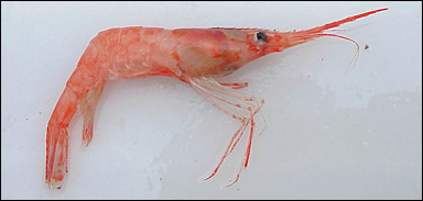 Nordhavsräka (Pandalus borealis)