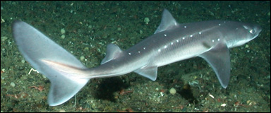 Pigghaj (Squalis acanthias)