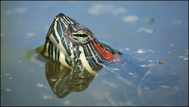Rödörad vattensköldpadda (Trachemys scripta elegans)