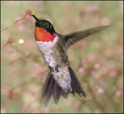 Rubinkolibri (Archilocus colubris)