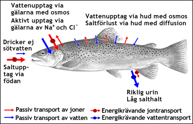 Osmoreglering hos en benfisk i sötvatten