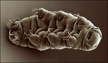 Björndjuret Hypsibius dujardini