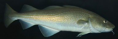 Torsk (Gadus morhua)