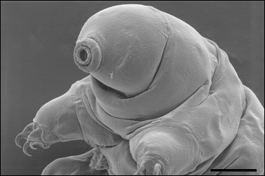 Björndjuret Minibiotus intermedius