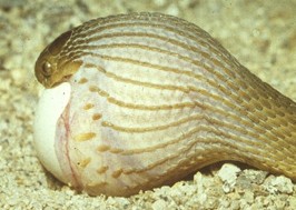 Äggsnok