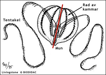 Kammanet