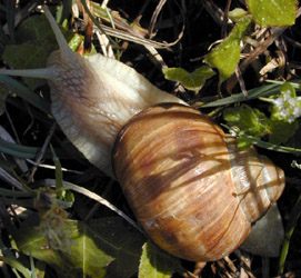 Vinbergssnäcka