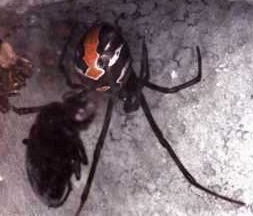 Rödryggad spindel