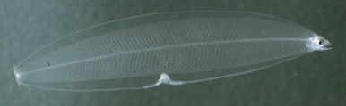 Leptocephaluslarv