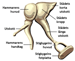 Hörselbenen