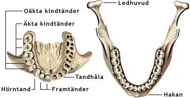 Människans tänder