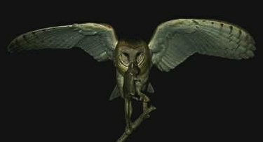 Tornuggla (Tyto alba)