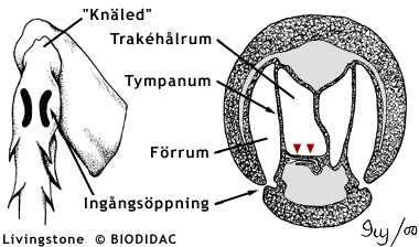 Tympanalorgan