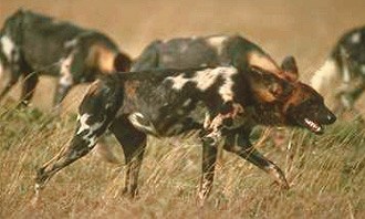 Afrikansk vildhund