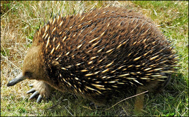 Australiskt myrpiggsvin (Tachyglossus aculeatus)