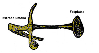 Columella, fåglarnas enda hörselben