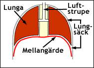 Förklaring: mellangärdet, lungorna och lungsäckarna