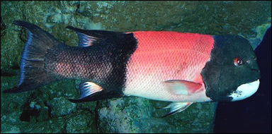Hane av den kaliforniska fårhuvudfisken