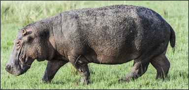 Flodhäst (Hippopotamus amphibius)