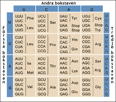 Den genetiska koden