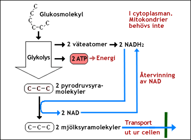 Anaerob cellandning utan syreåtgång