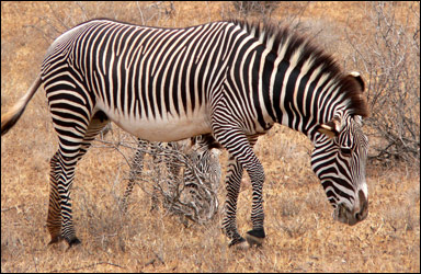 Grevyzebra (Equus grevyi)