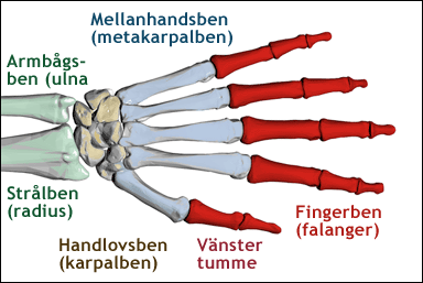 Handens ben