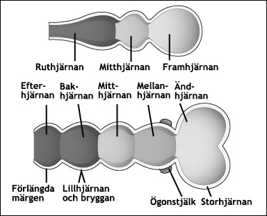 Hjärnans delar