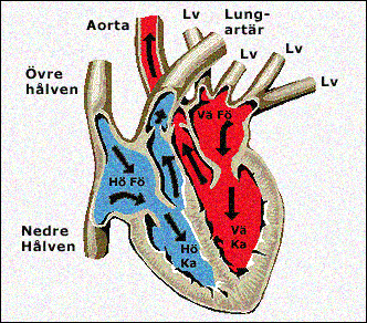 Blodets väg genom hjärtat