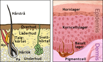 Hudens uppbyggnad