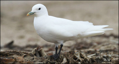 Ismås (Pagophila eburnea)