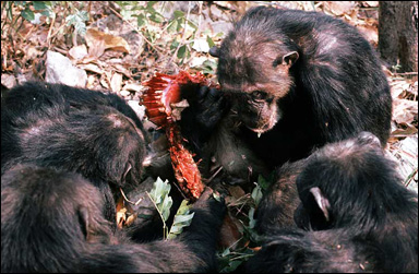 Schimpanser har dödat en mindre apa och äter upp dess kött