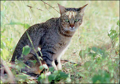 Tamkattens sannolika förfader (Felis silvestris lybica)