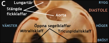 Hjärtats klaffar under diastole