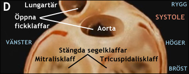 Hjärtats klaffar under systole