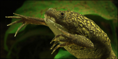 Afrikansk klogroda (Xenopus laevis)