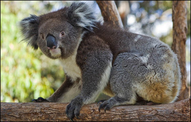 Koalan (Phascolarctos cinereus)