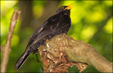 Koltrast (Turdus merula)