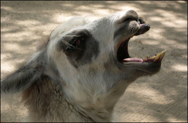 Lamadjur (Lama glama)