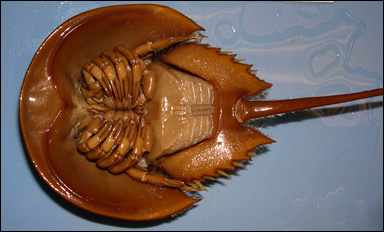 Undersidan av dolksvansen Limulus polyphemus