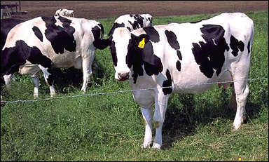 Mjölkkor
