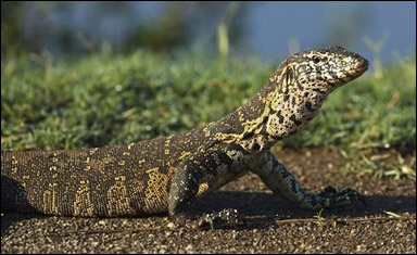 Nilvaran (Varanus niloticus)