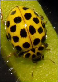 Tjugotvåprickig nyckelpiga (Psyllobora vigintiduopunctata)