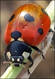 Sjuprickig nyckelpiga (Coccinella septempunctata)
